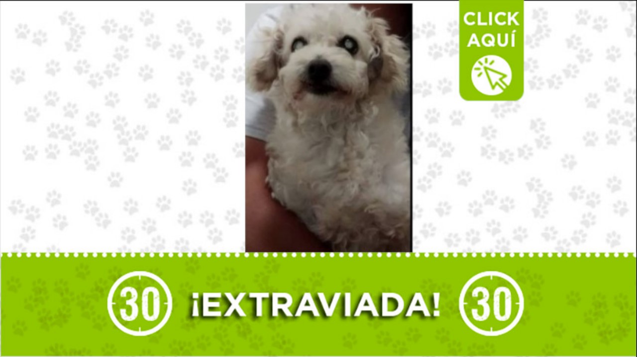 “Candy” se perdió en el barrio Enciso