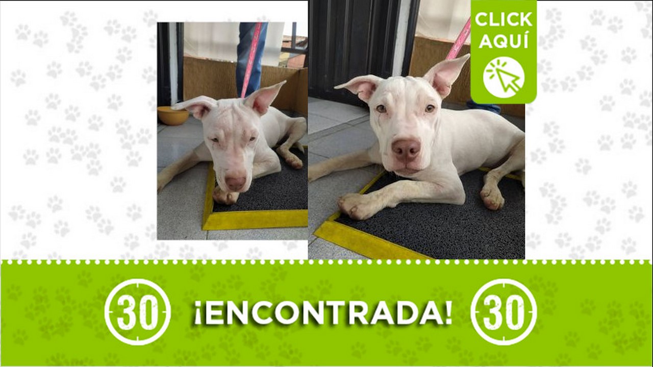 perrita encontrada