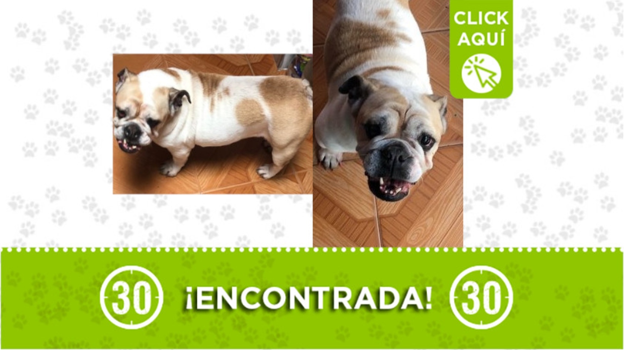 perrita encontrada (2)