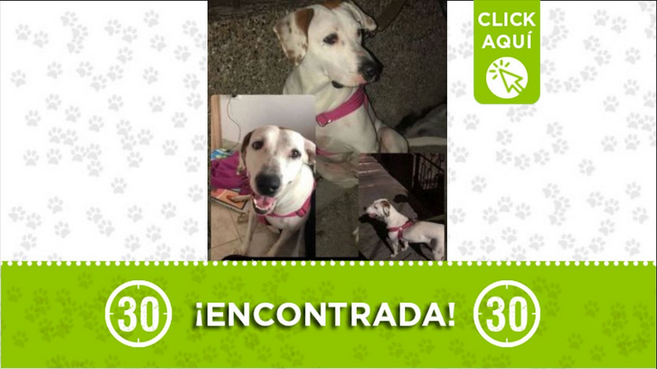 perrita encontrada