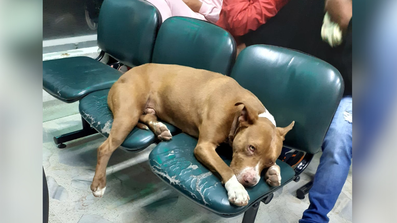 ¡Sorprendente! Este perrito llegó solo a Urgencias de un hospital de Rionegro, quería que lo atendieran