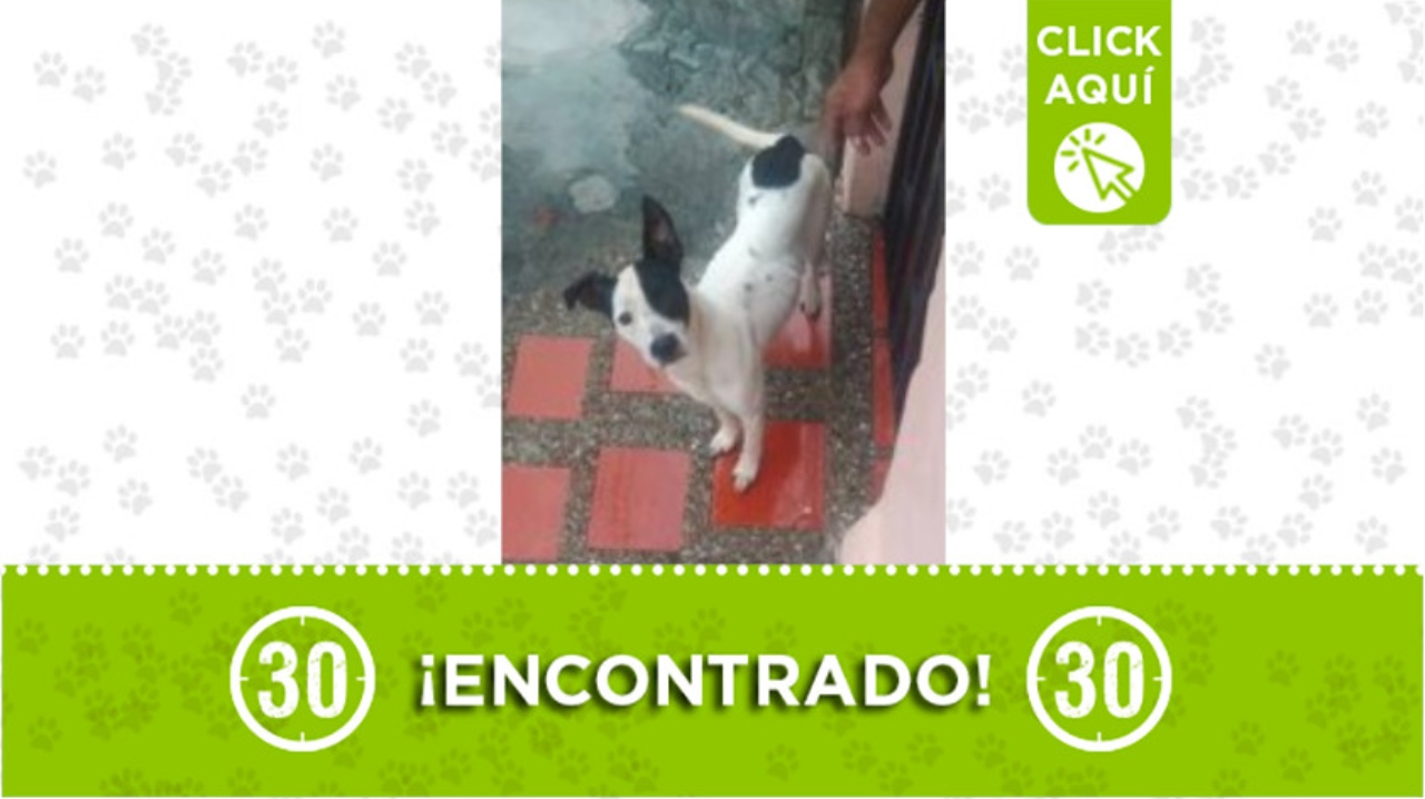 perrito encontrado