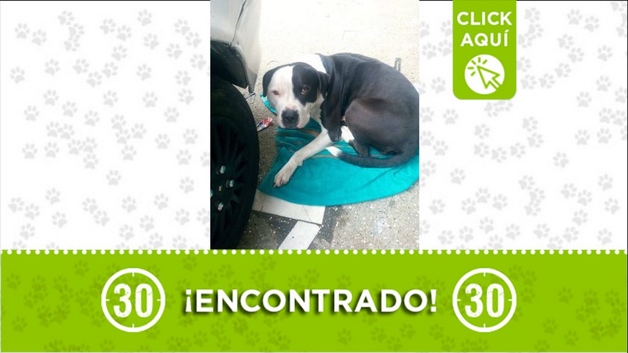 perrito encontrado