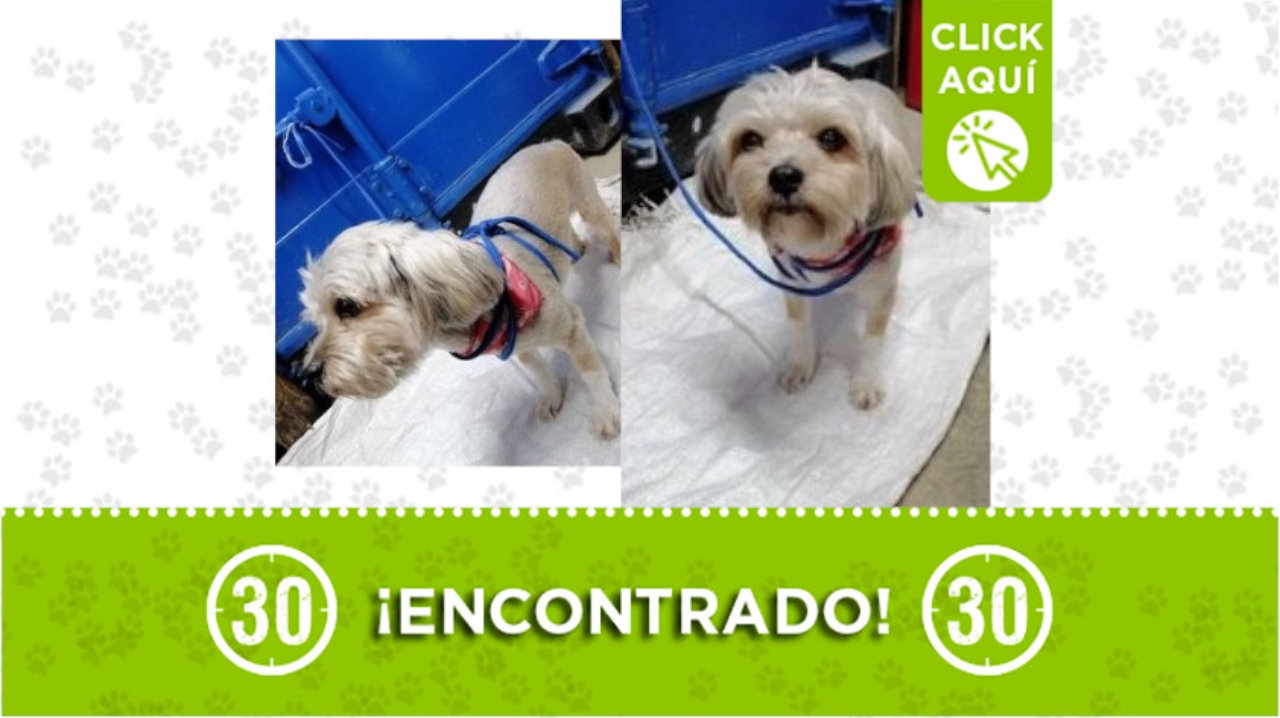 perrito encontrado