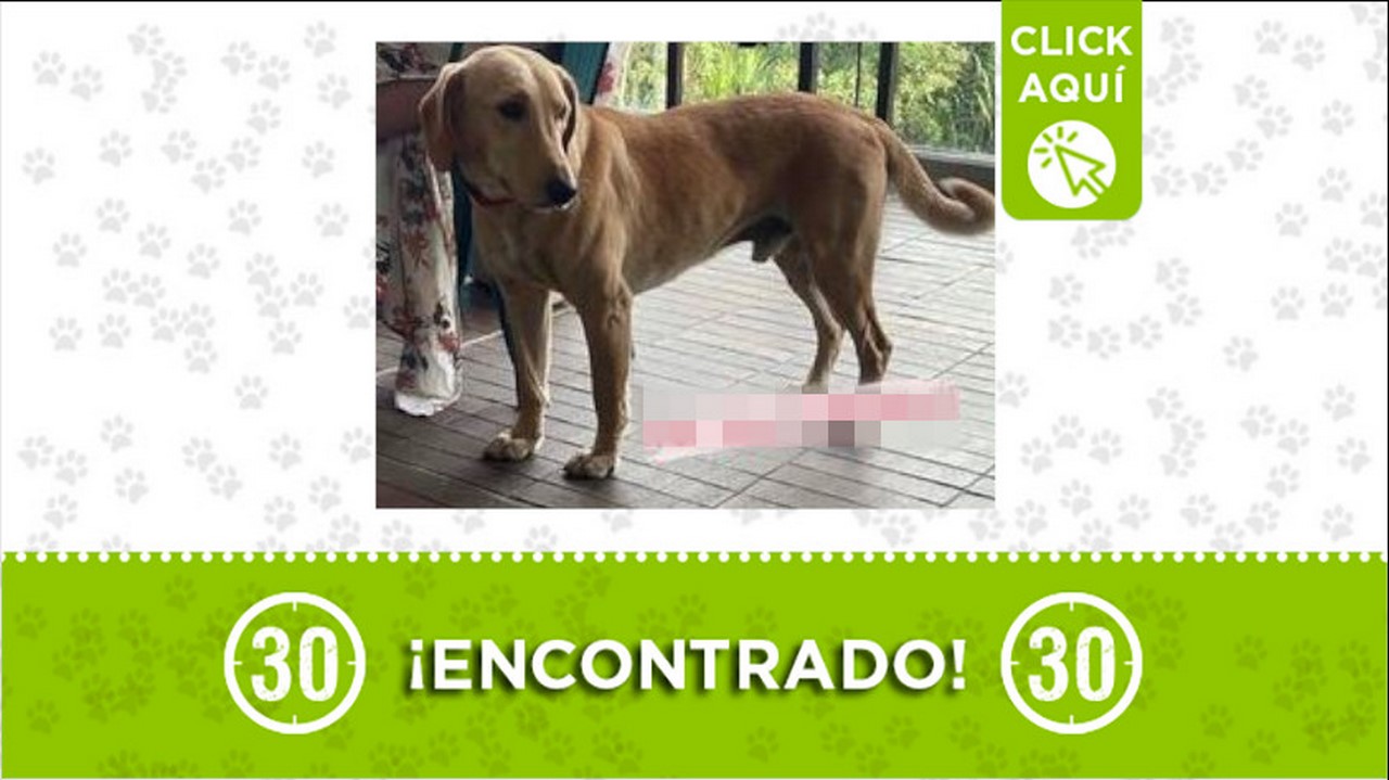 perrito encontrado