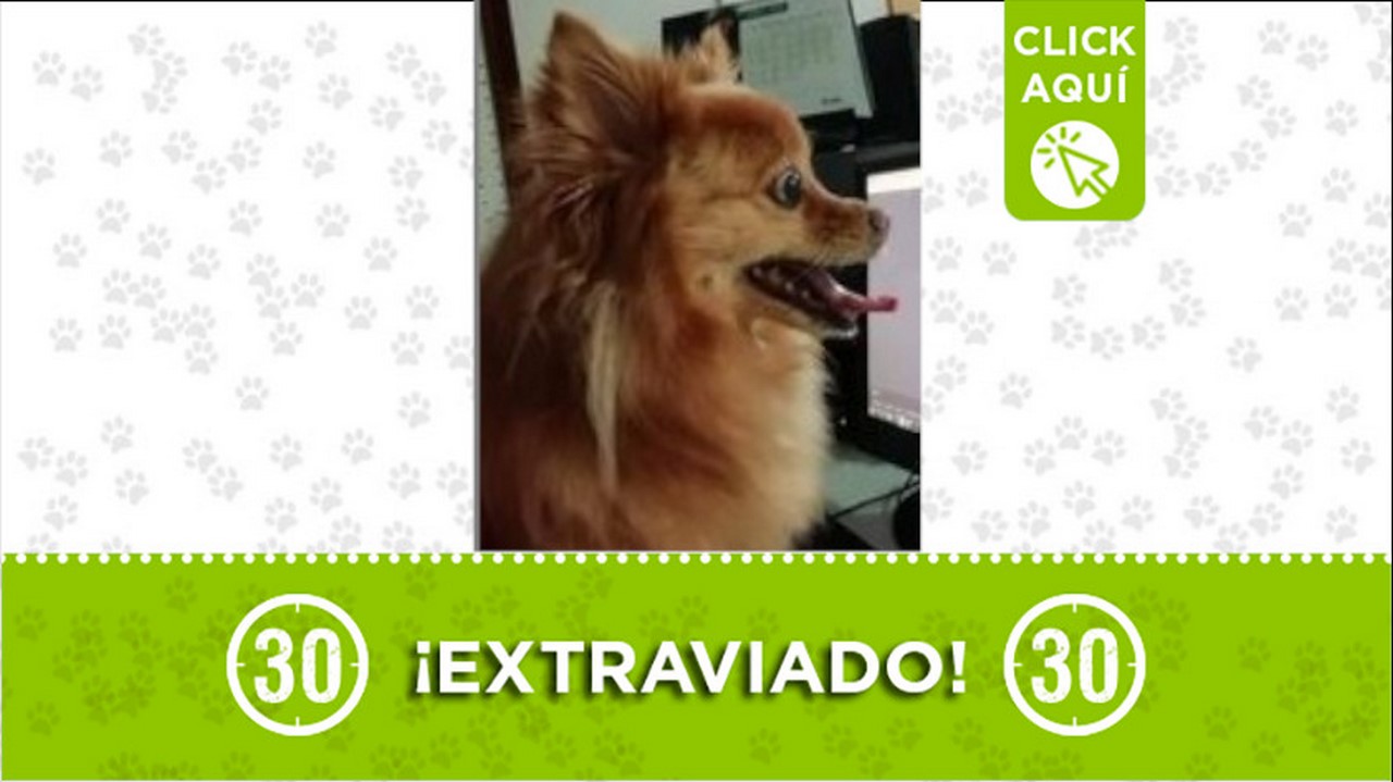 Este perrito se perdió en Laureles, sus dueños lo buscan