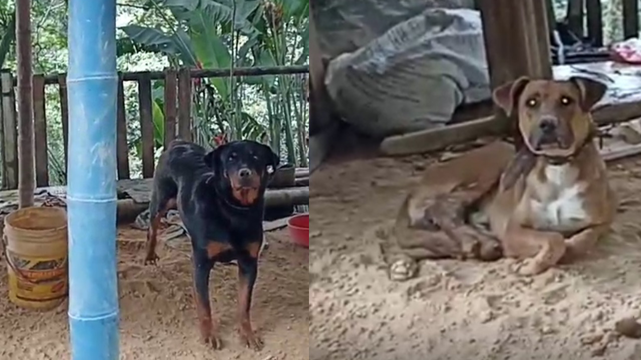 ¡Urgente! Reportan que estos dos perritos están amarrados y sin comida hace varios días en la vereda El Manzanillo