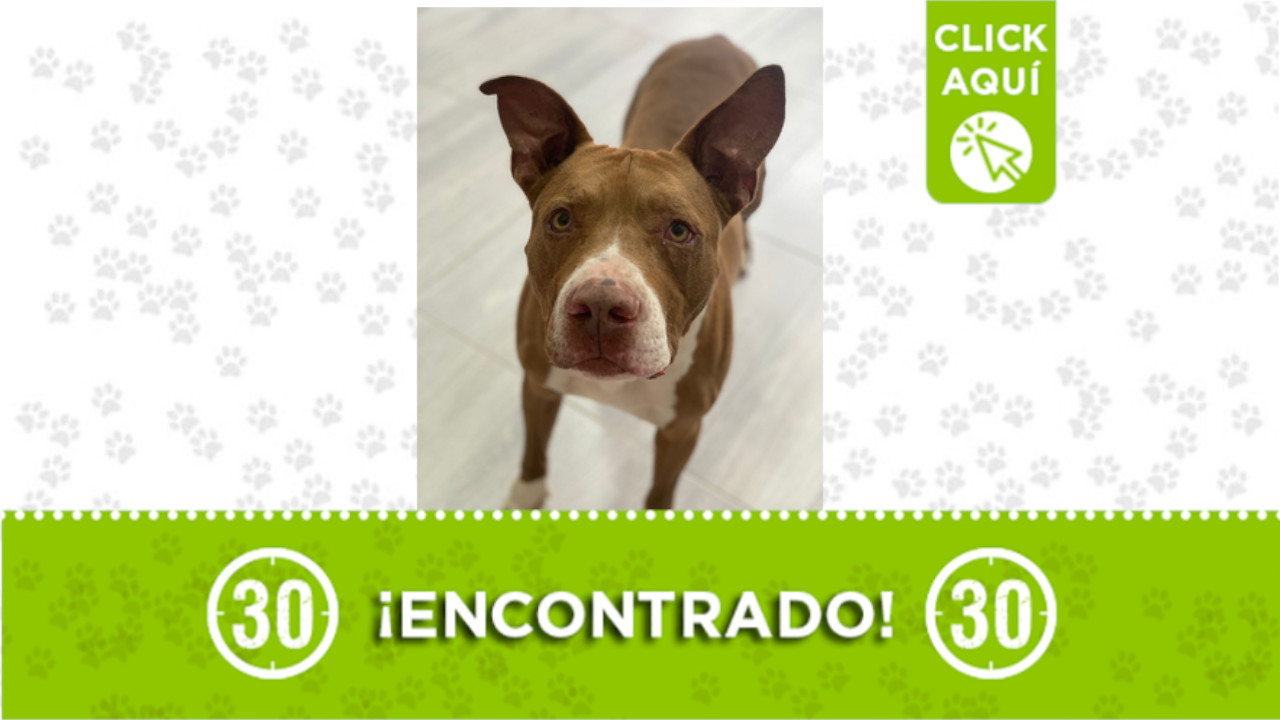 perro encontrado Rionegro