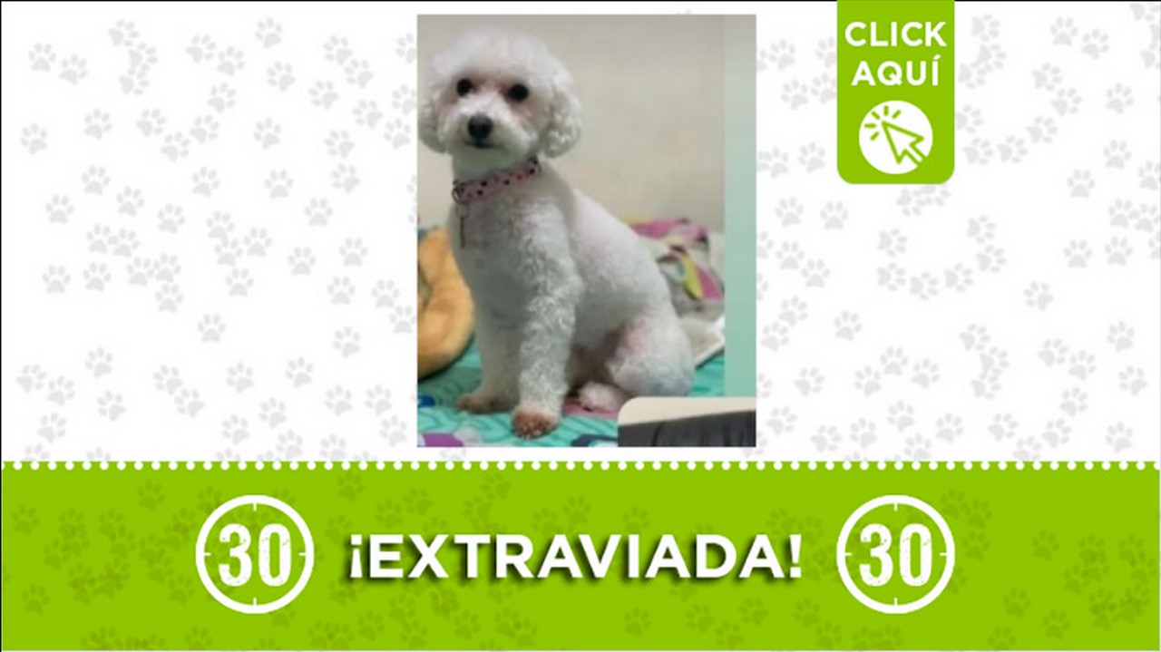 perrita perdida