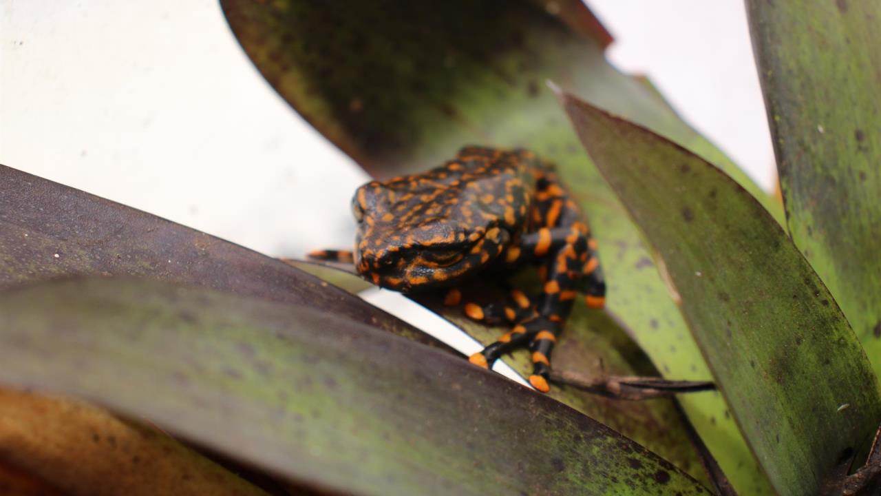 ¡Tan "nueva" que no tiene nombre! Presentan especie de rana que habita en bosques húmedos de Ecuador 2 rana ecuador
