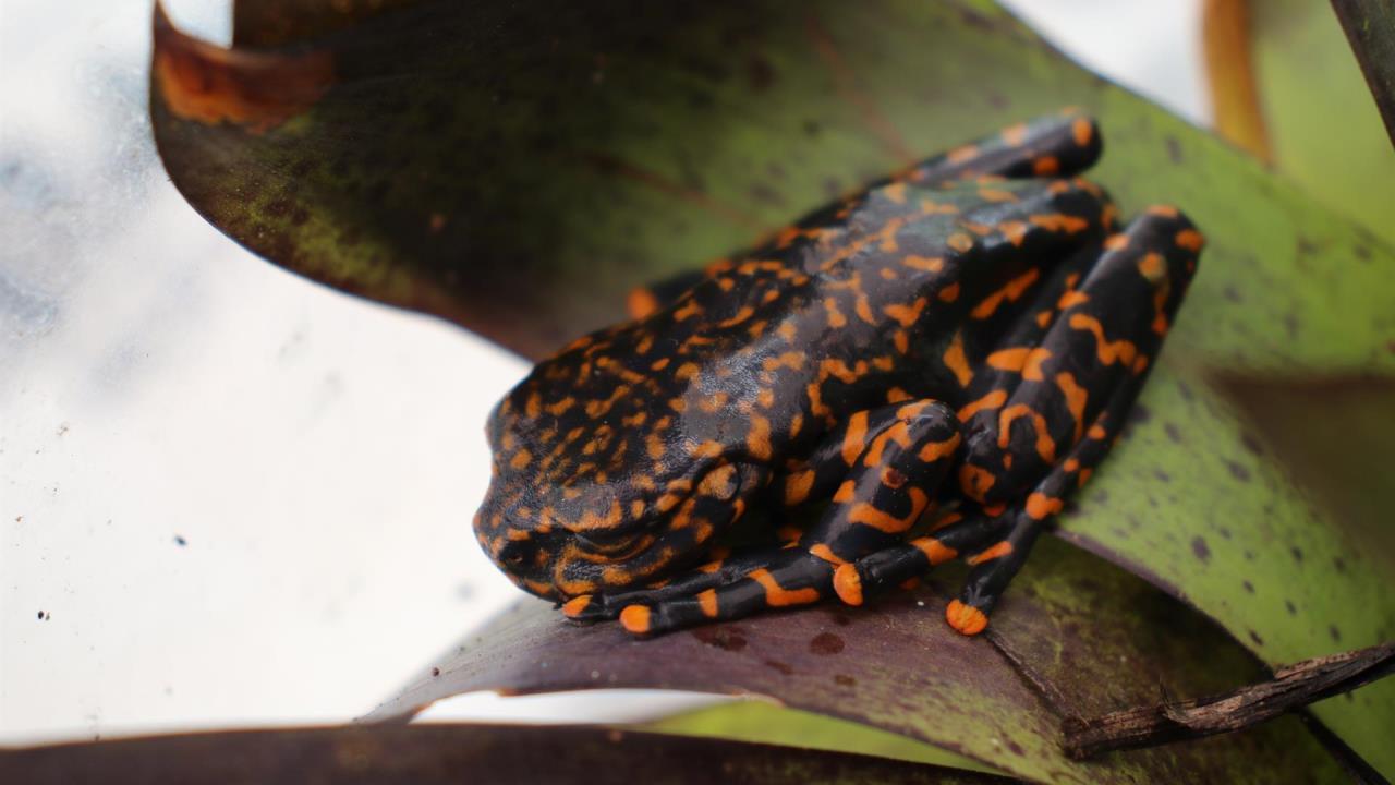 rana ecuador