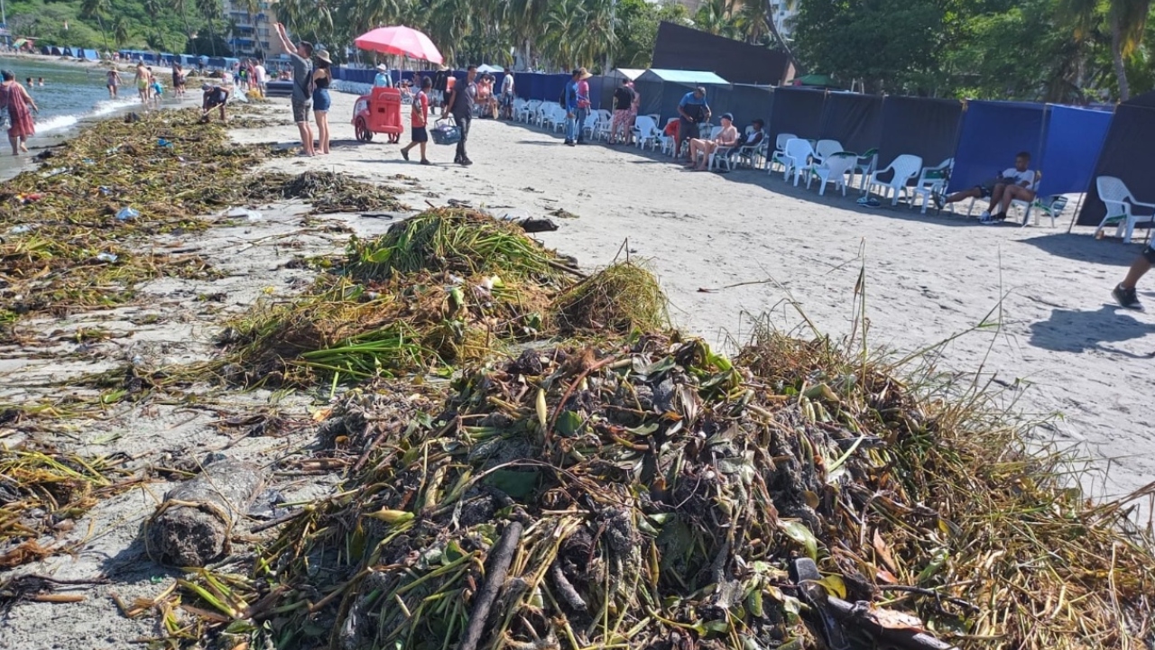 Alerta por aparición de serpientes en playas de Santa Marta