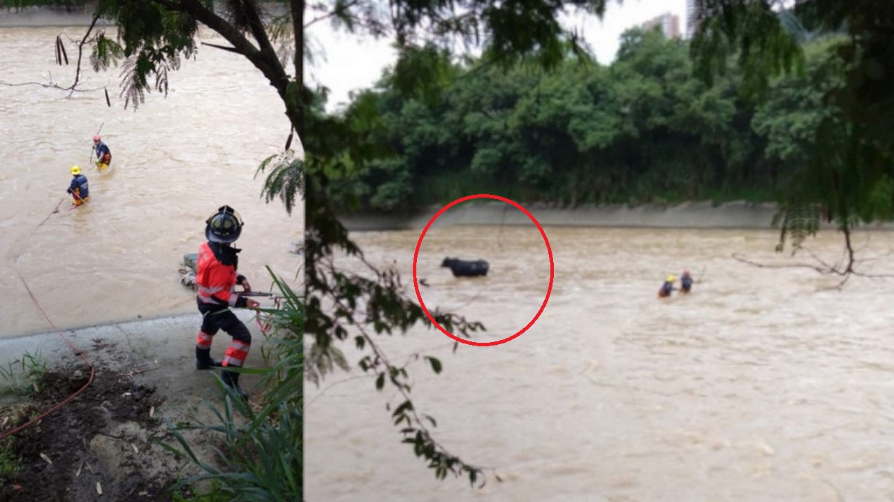 Fotos: ¿Cómo llegaron hasta ahí? Rescataron dos vacas del río Medellín