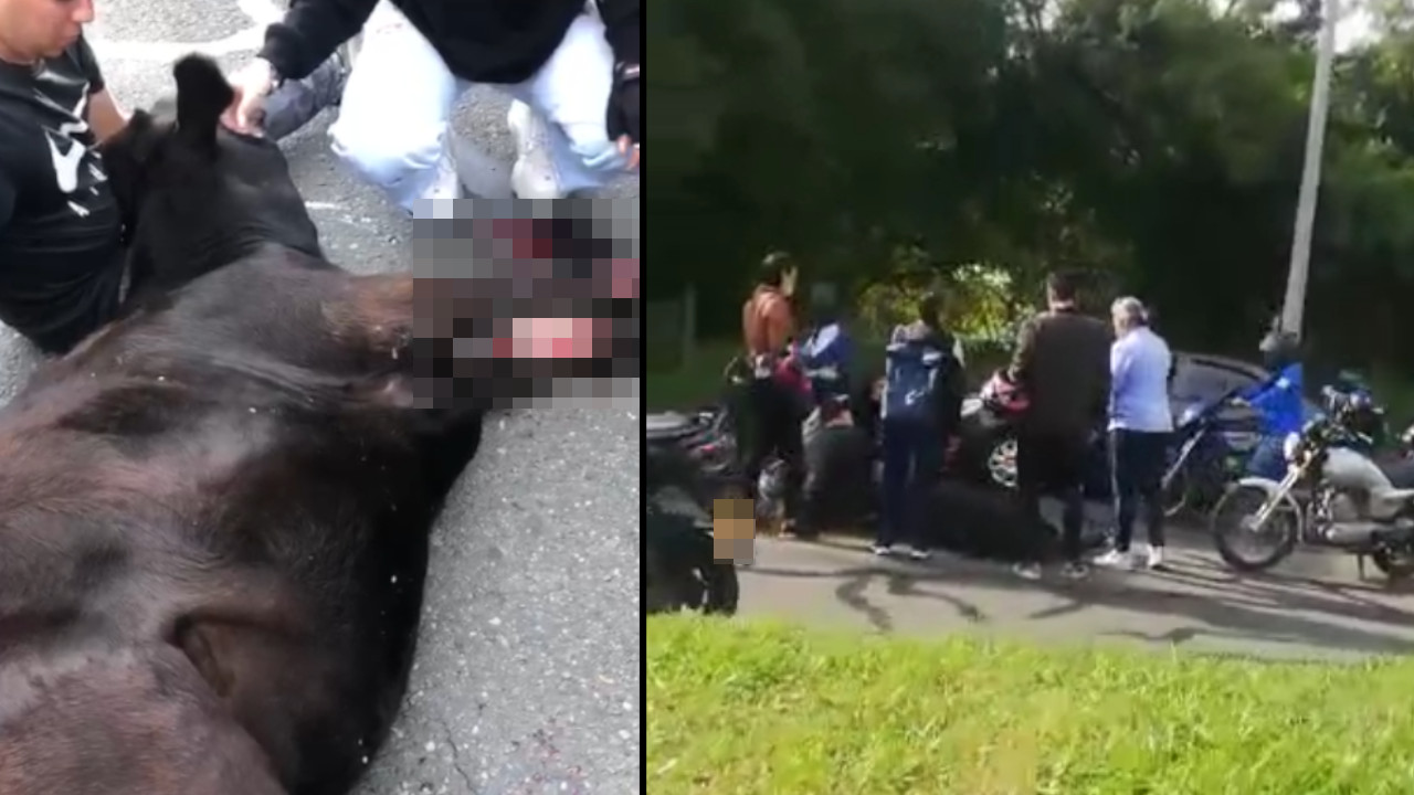 [Video] Un desalmado que iba manejando un carro en Bello atropello una vaca y huyó
