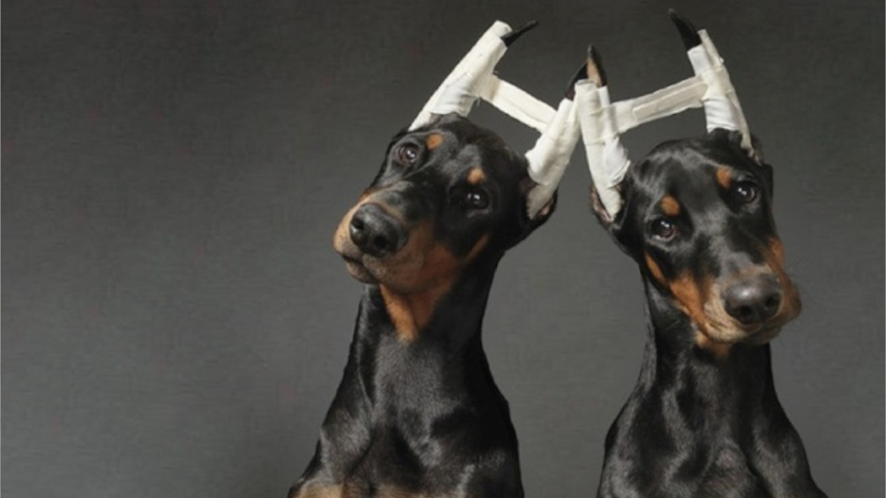 Animales alterados o mutilados