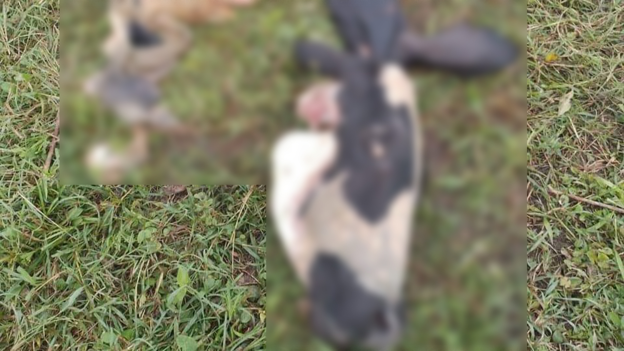 Abigeato en San Carlos