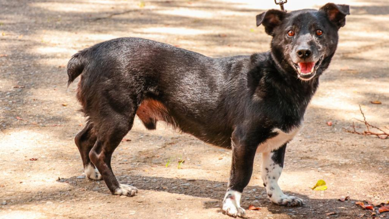 Día Mundial del Perro: Llegó la fecha para celebrar con tu amigo fiel 2 Día Mundial del Perro2