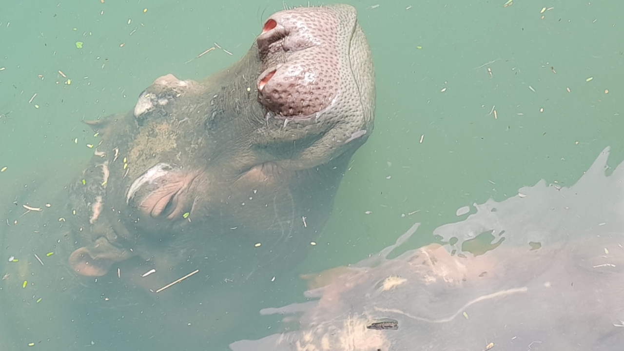 Protectores de los hipopótamos en descuerdo por eutanasia