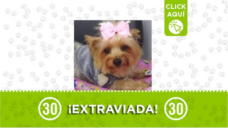 “Lupita” se perdió en Marinilla, Antioquia 1 Lupita