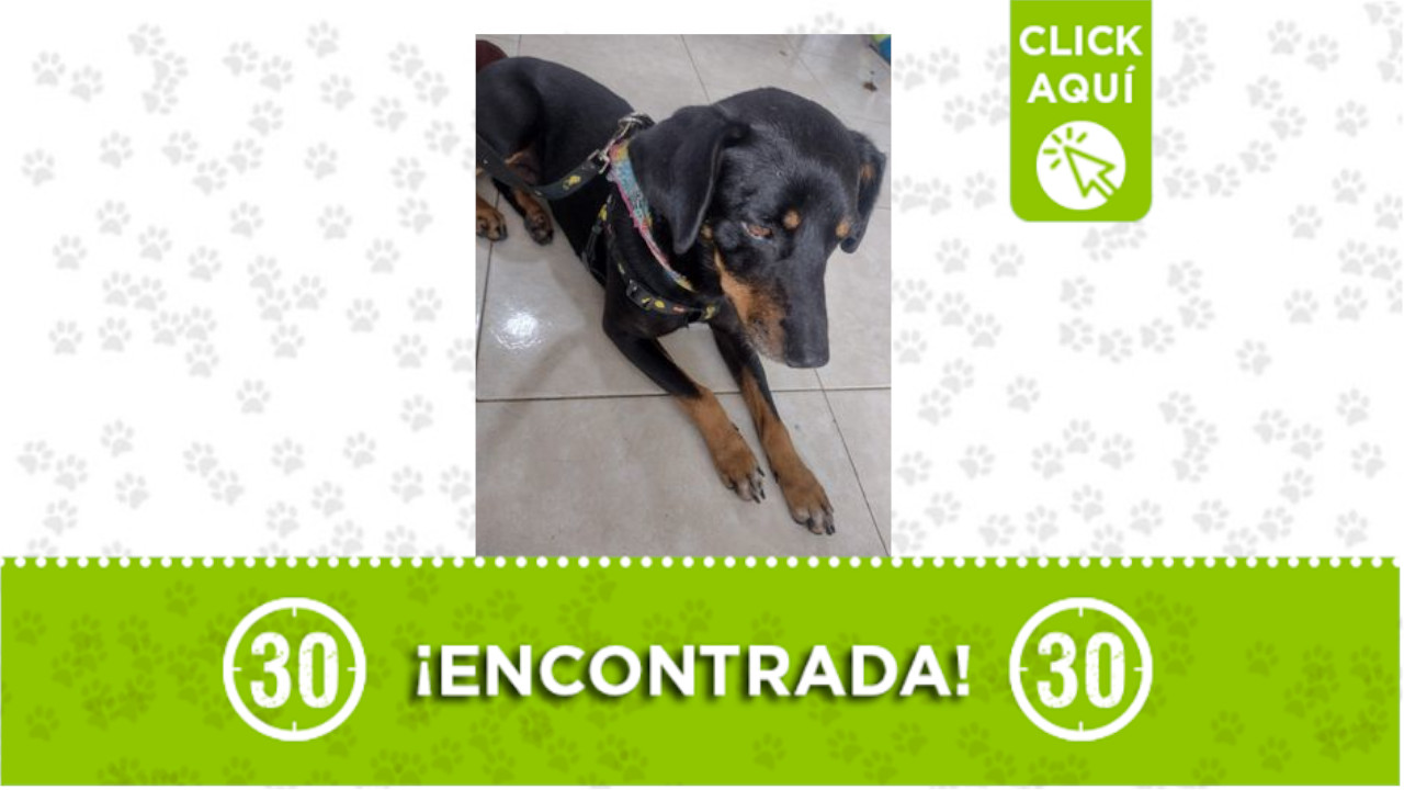 Perrita Robledo Primaveral