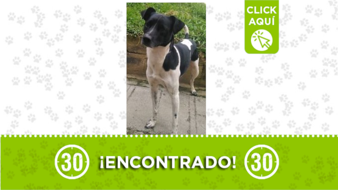 Perrito Alcalá Bello