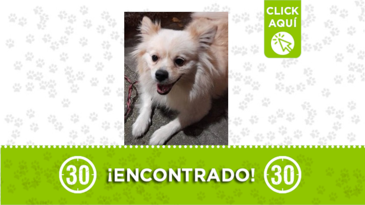 Perrito Parque Obrero Centro de Medellín