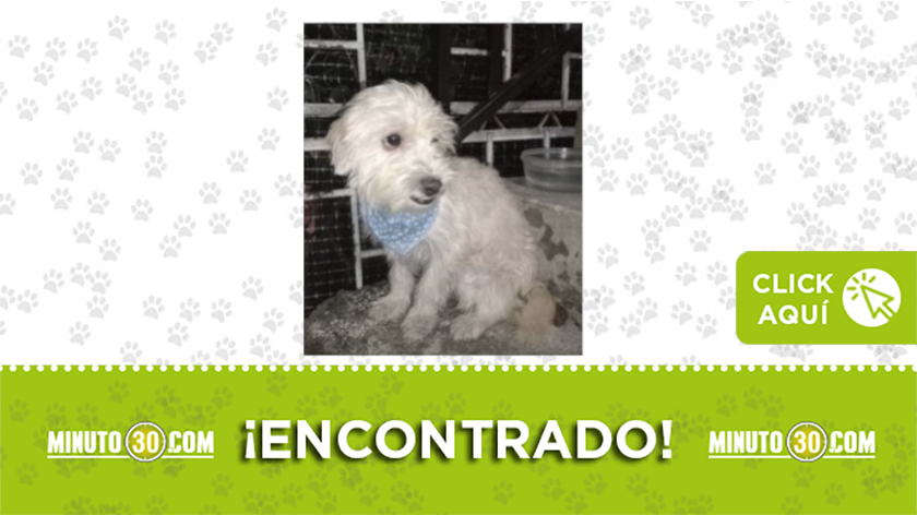 Perrito encontrado