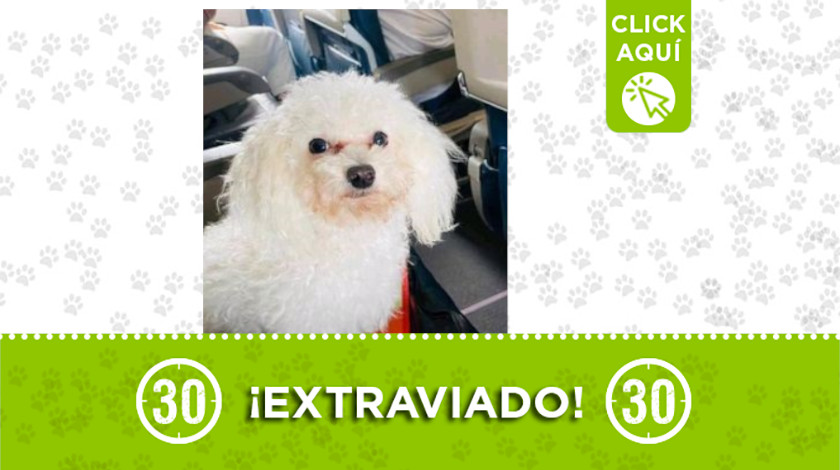 ¿Lo has visto? Toby se perdió en Bello.