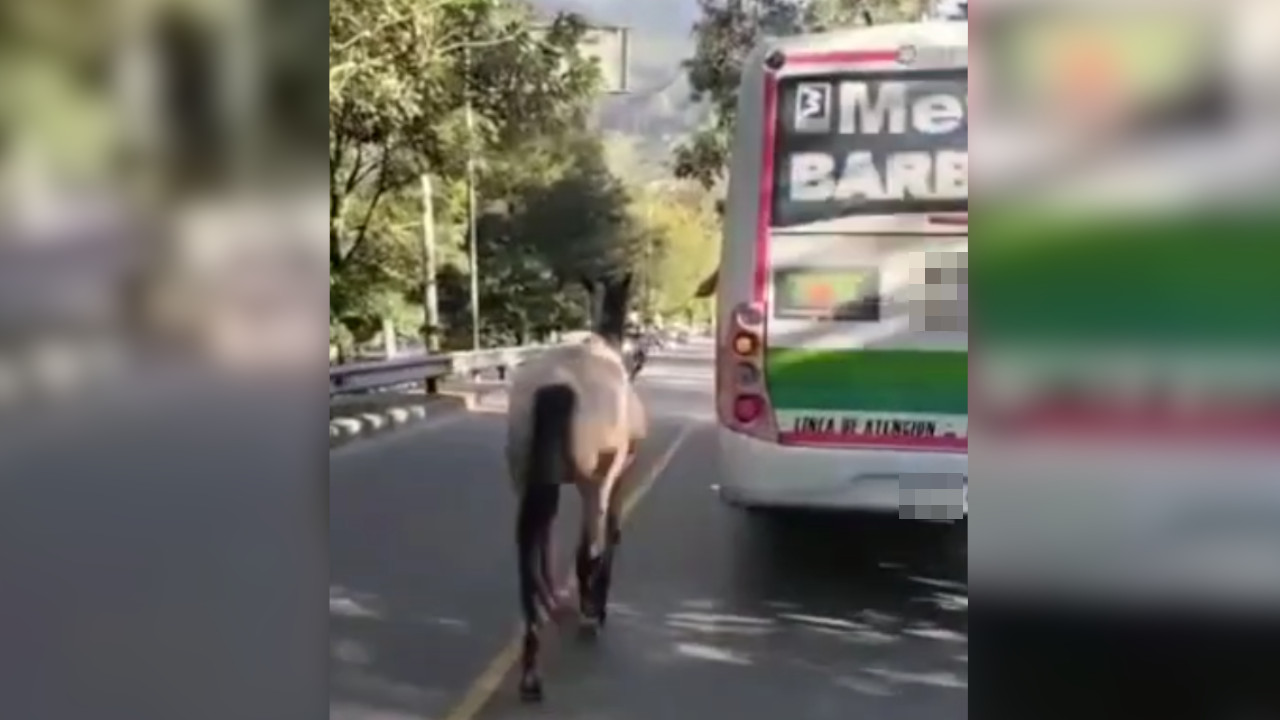 [Video] En Barbosa halaron a una yegua desde un bus