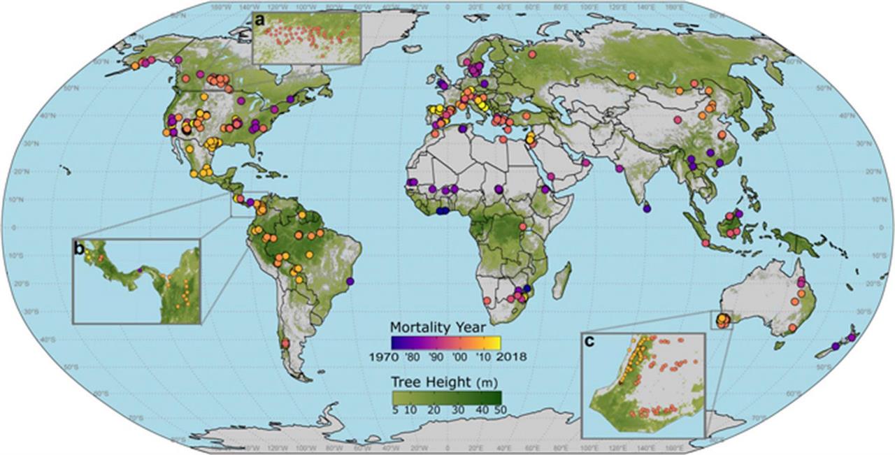 ¿Cuánto calor y cuánta sequía puede soportar un bosque? 2 climas en el mundo calor sequia