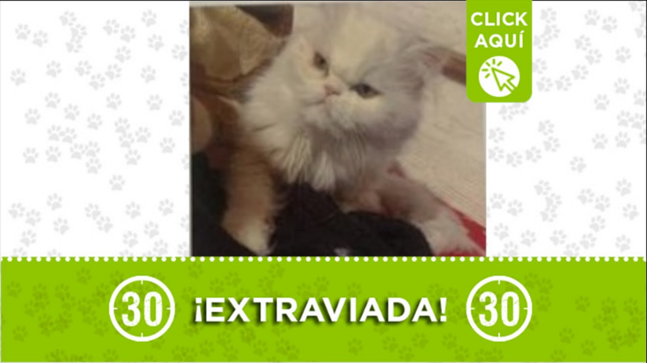 gata marabell perdida