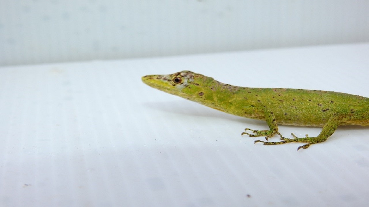 Este lagarto que está categorizado como especie en peligro fue visto en el Valle de Aburrá