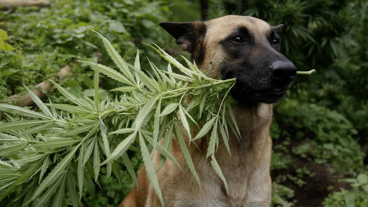 mascota cannabis