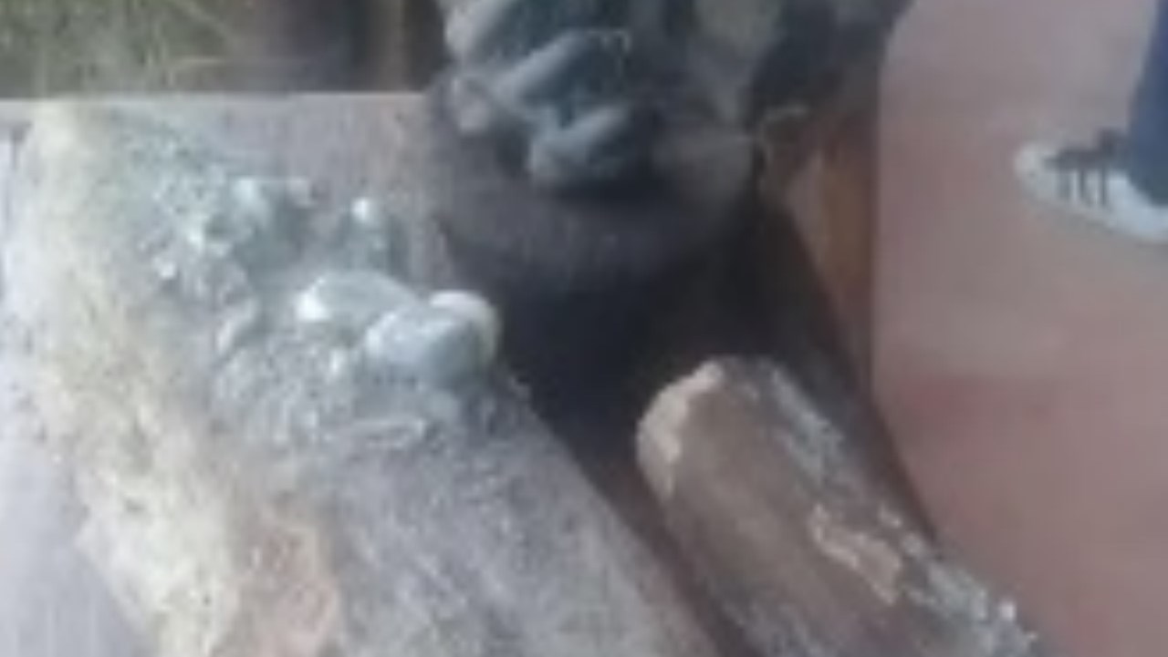 Hallaron restos de un mastodonte en zona rural de Yumbo, Valle