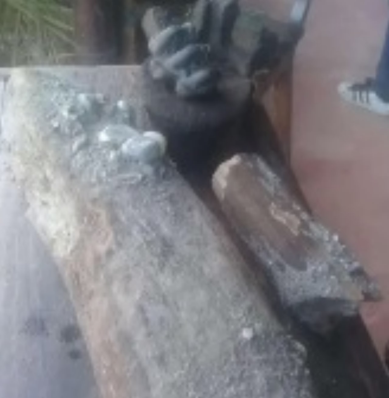 Hallaron restos de un mastodonte en zona rural de Yumbo, Valle 2 mastodonte en zona rural de Yumbo Valle 1