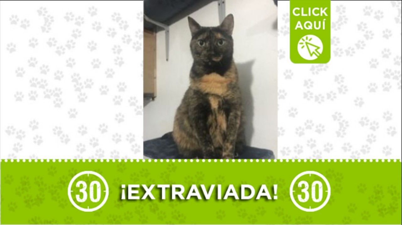 “Molly” se perdió en el barrio Belencito de Medellín