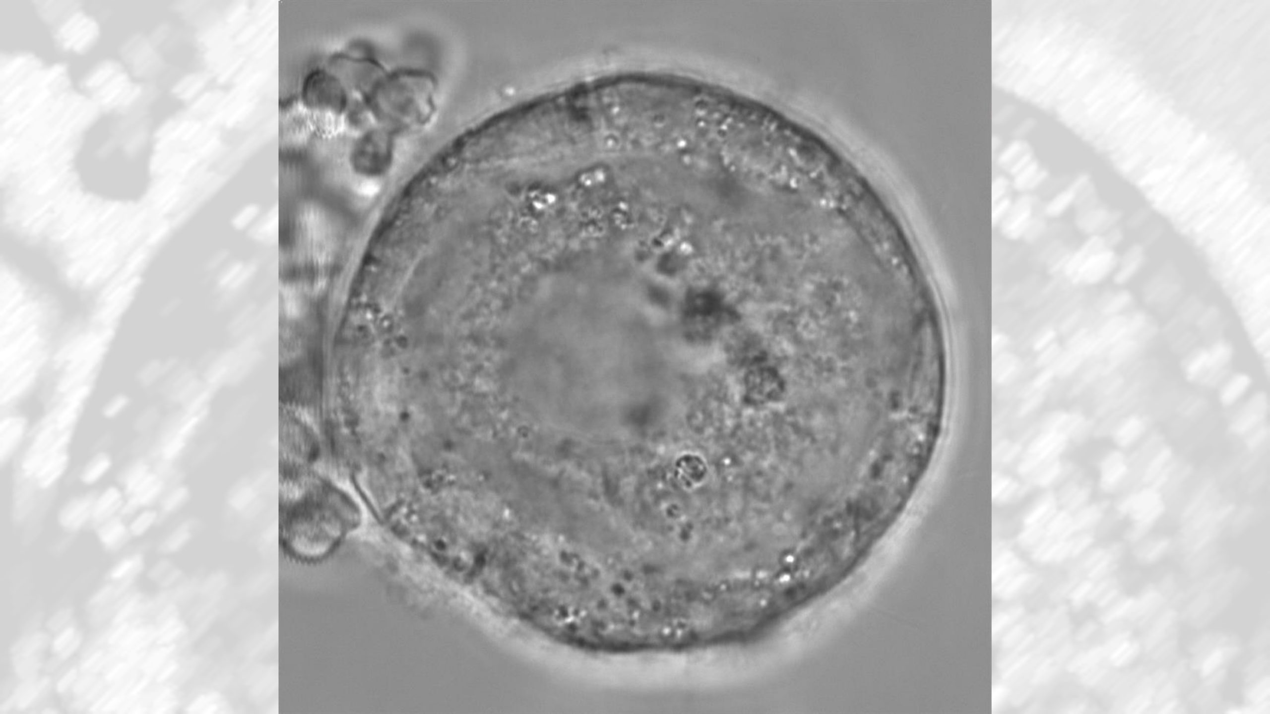 Los óvulos inmaduros quedan en estado latente durante años para seguir sanos