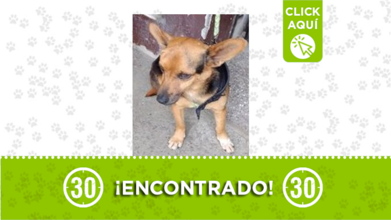 perrito Parque de Bello