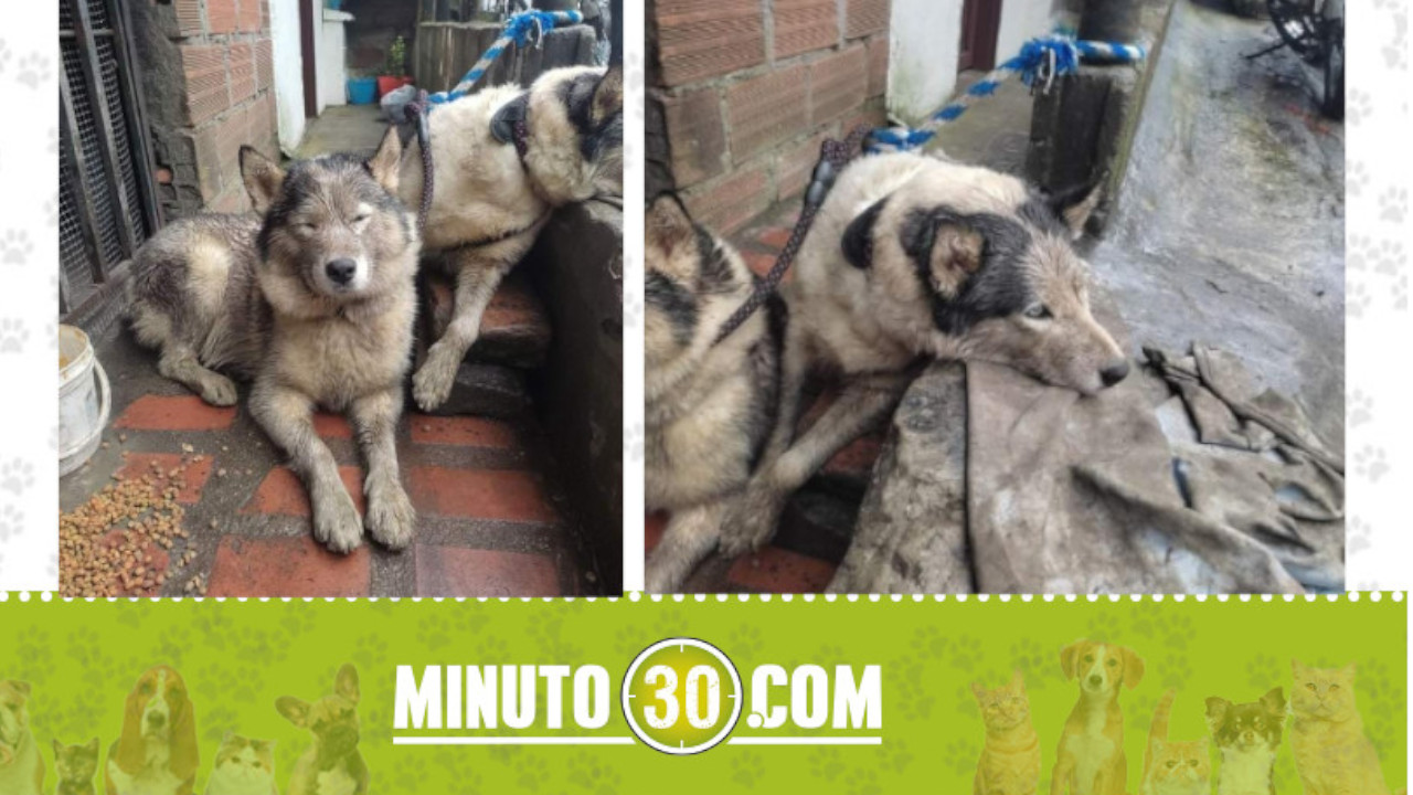 "Se les ve la tristeza en los ojos", buscan a la familia de estos perritos