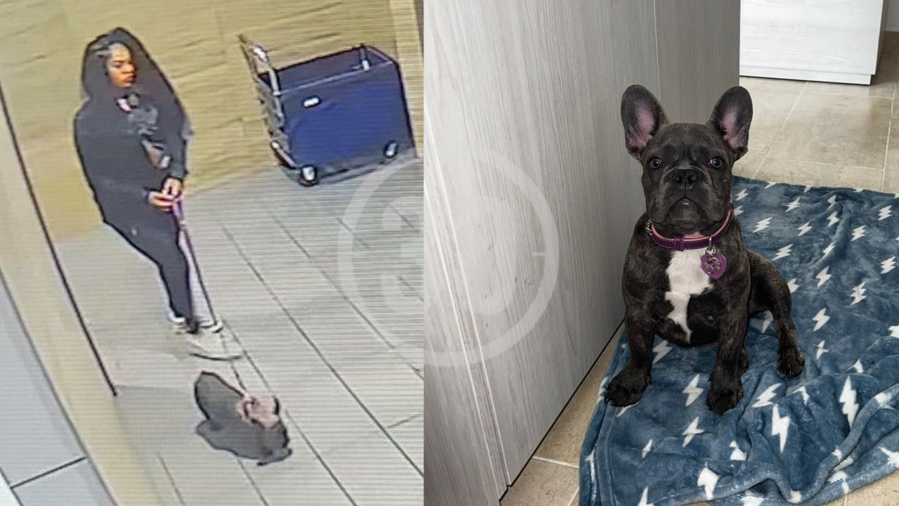 EN VIDEO: A ‘Tonya’ se la robaron en Sabaneta ¿La has visto?