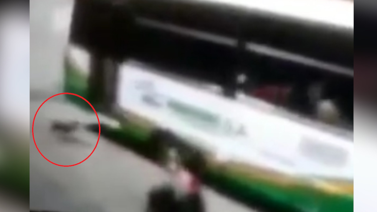 ¡Demasiado cruel! Pidió la parada en un bus pero para abandonar a un perrito