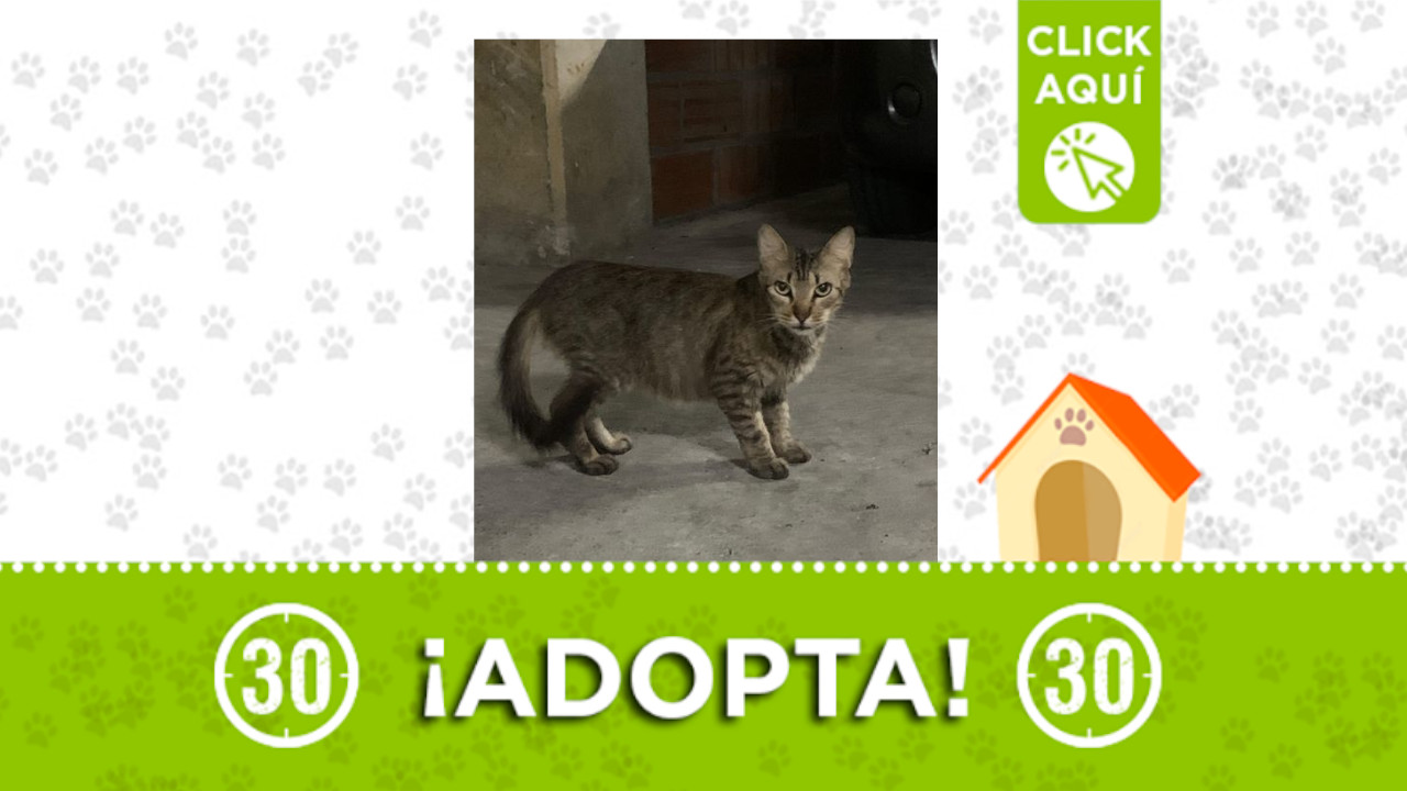 Adopta gatito