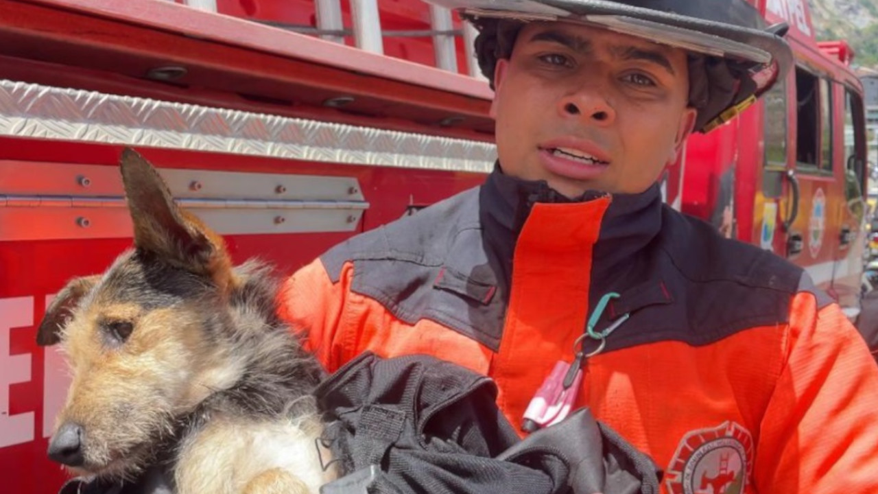 [Video] ¡Qué desalmados! Dejaron a un perrito amarrado en el Río Medellín