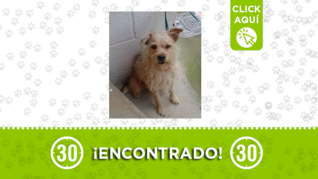 perrito encontrado