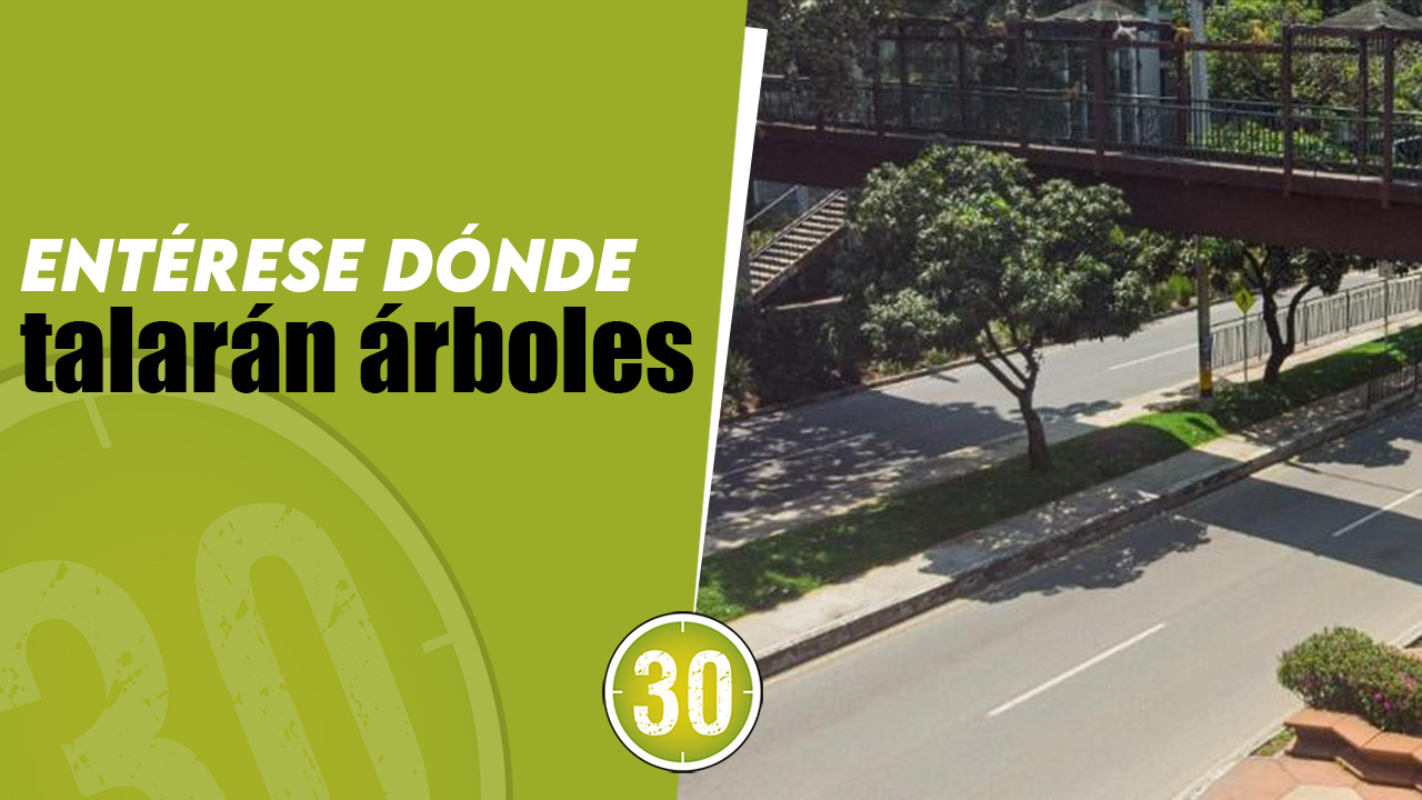 Hoy en Medellín talarán algunos árboles y sembrarán otros