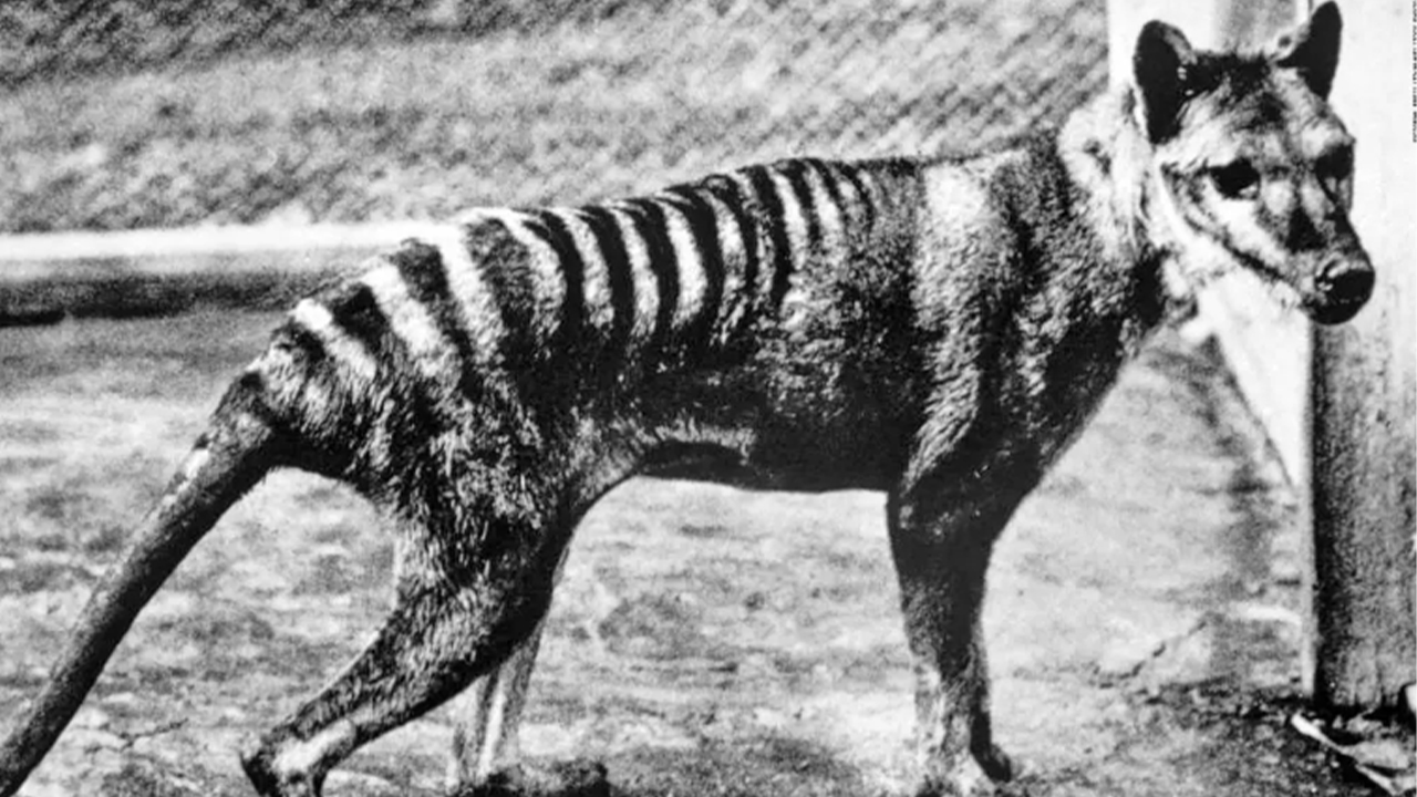tigre de Tasmania