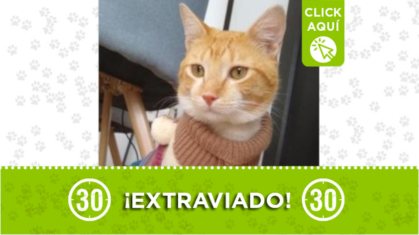 “Lulo” se perdió en Calansanz