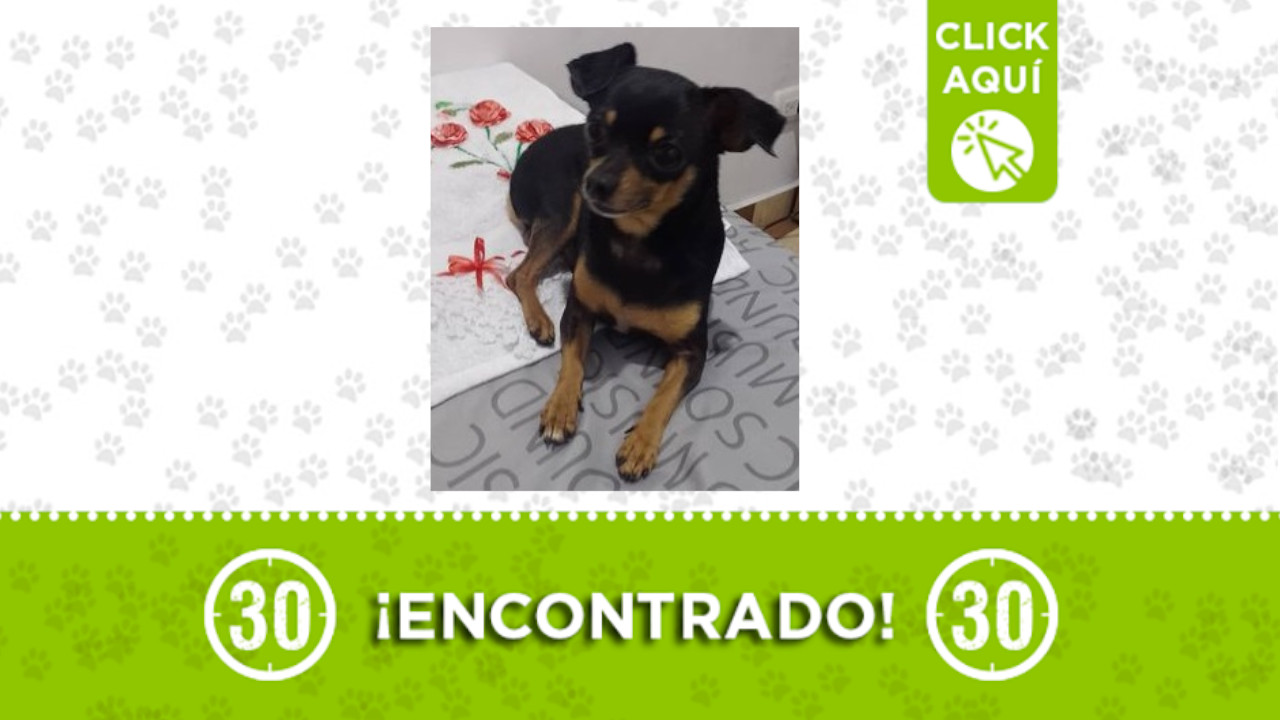 Perrito encontrado
