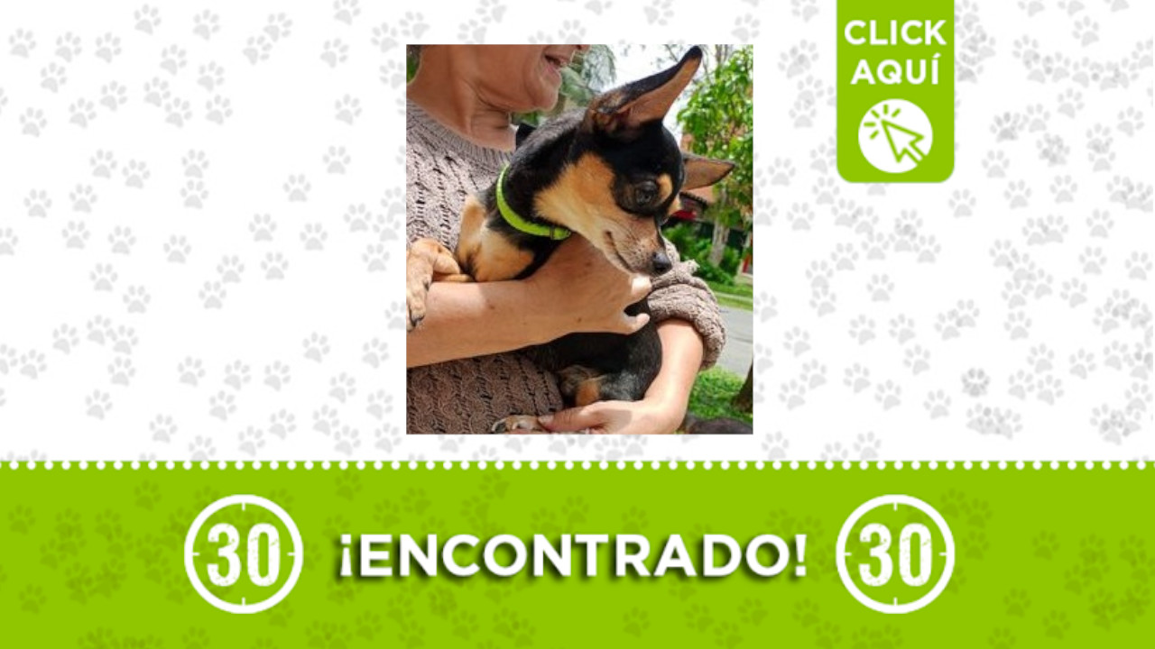 Perrito encontrado