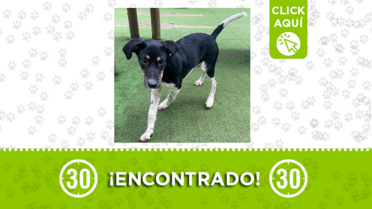 Perrito encontrado